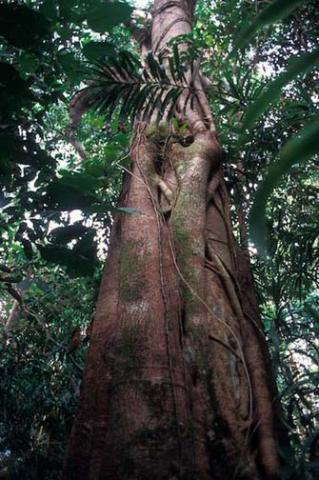 Merbau tree 