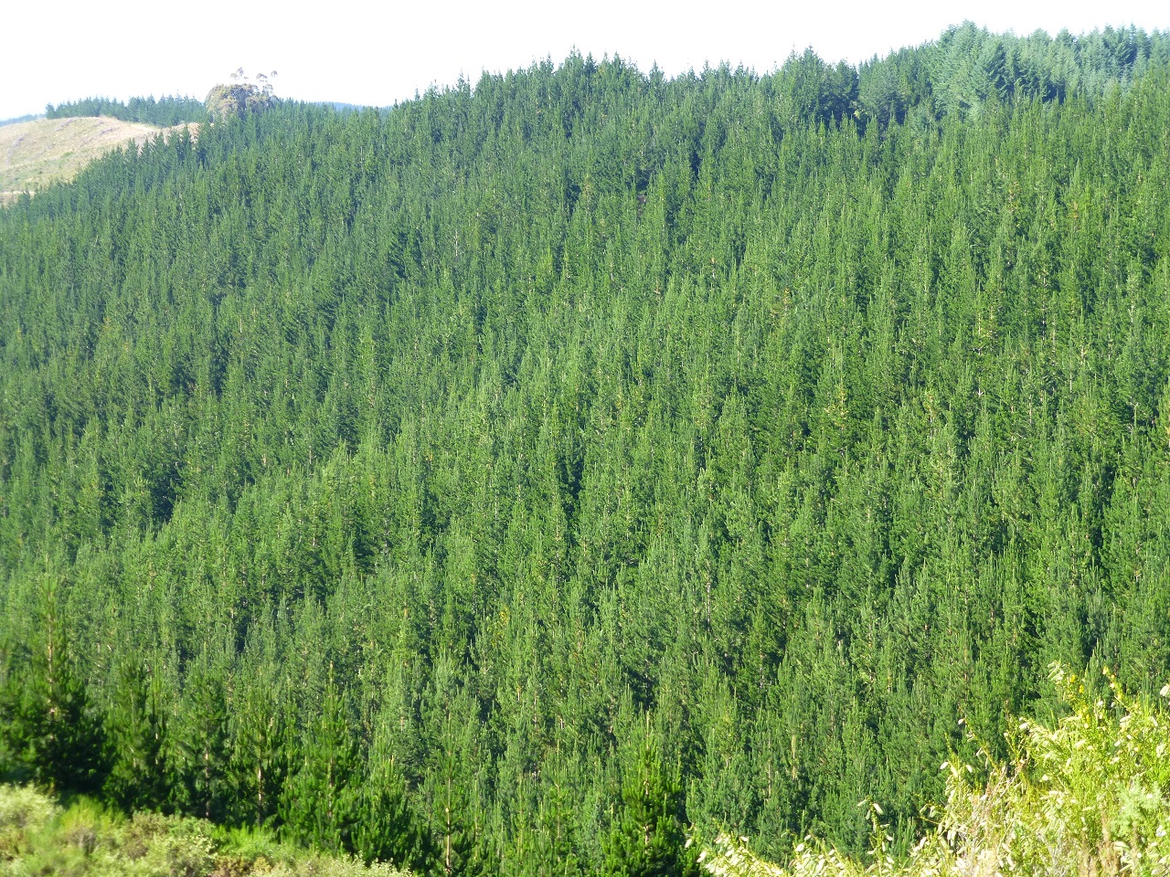 Pine Plantation 